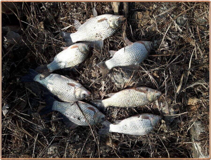 진위천 조황 소식 (조황조행기 - 특파원조황)