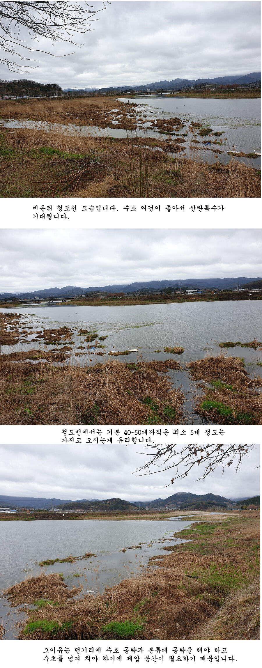 청도권 오짜 출몰 (조황조행기 - 특파원조황)