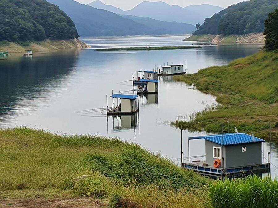 목벌낚시터 대물붕어와 살아나는 장어조황 명서낚시터4짜 대물붕어 소식입니다 (조황조행기 - 특파원조황)