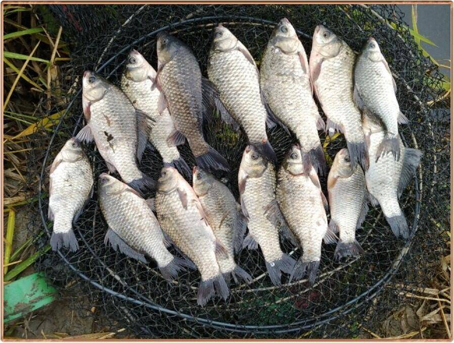 진위천 조황 소식 (조황조행기 - 특파원조황)
