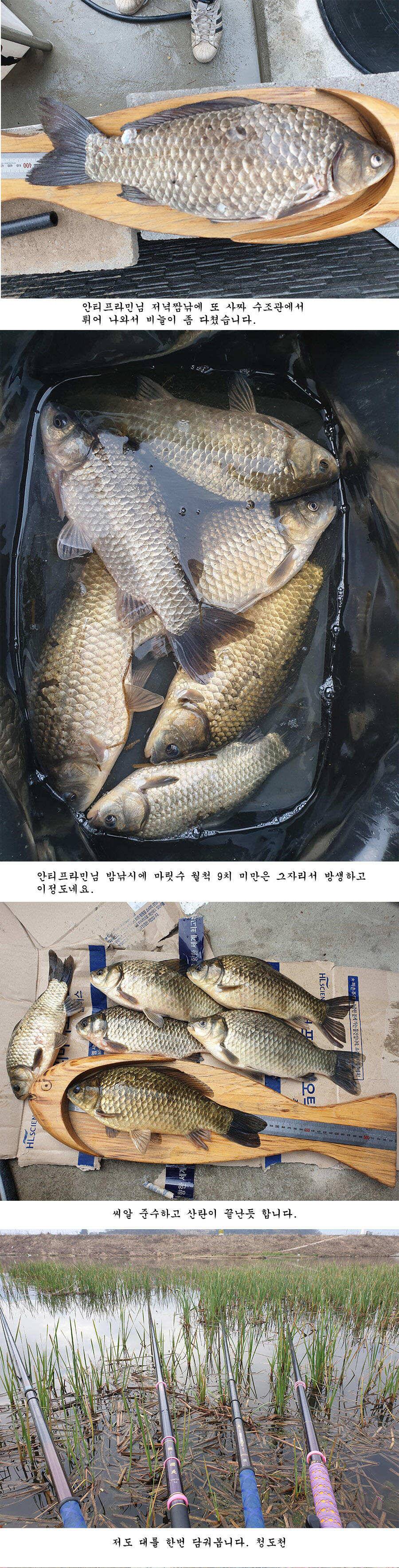 청도권 오짜 출몰 (조황조행기 - 특파원조황)