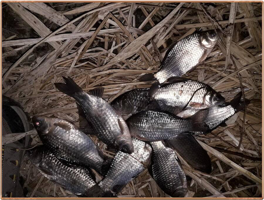 진위천 조황 소식 (조황조행기 - 특파원조황)