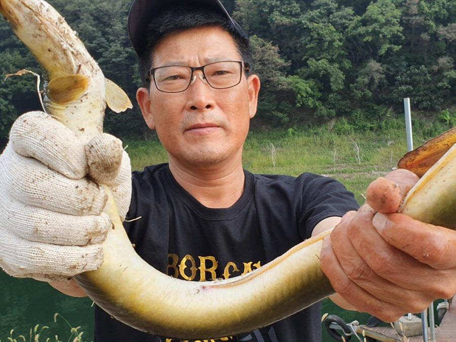 목벌낚시터 대물붕어와 살아나는 장어조황 명서낚시터4짜 대물붕어 소식입니다 (조황조행기 - 특파원조황)