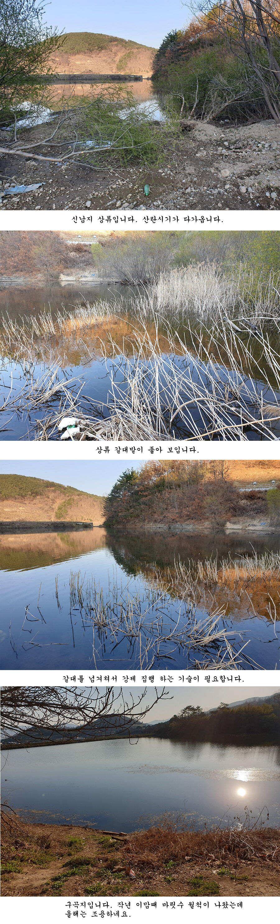 청도권 오짜 출몰 (조황조행기 - 특파원조황)