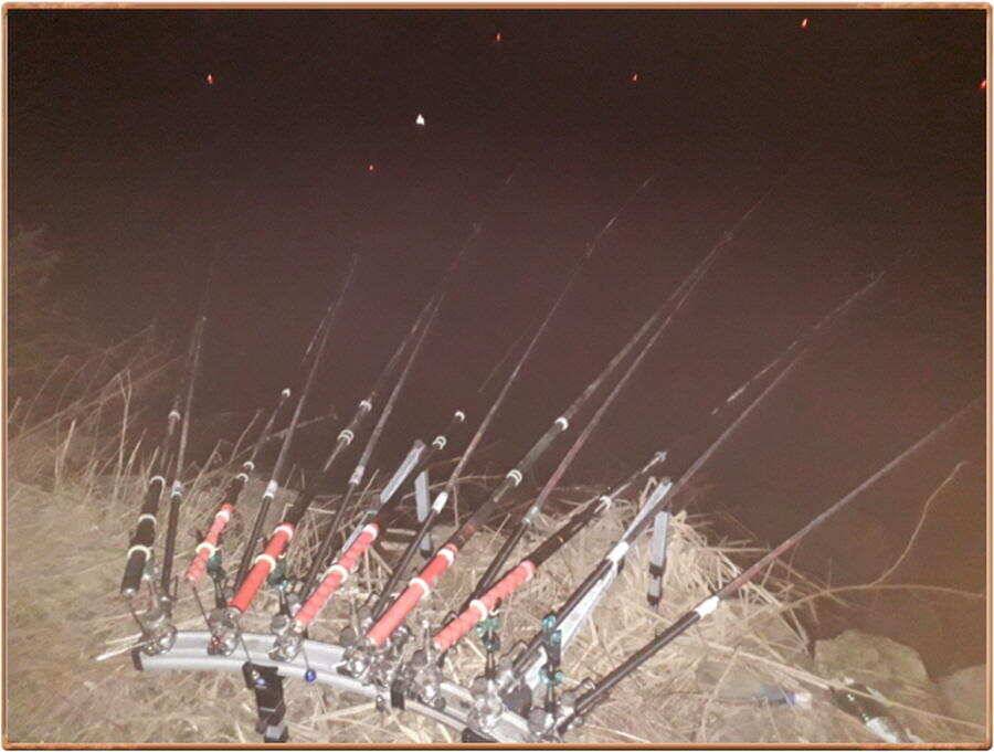 진위천 조황 소식 (조황조행기 - 특파원조황)