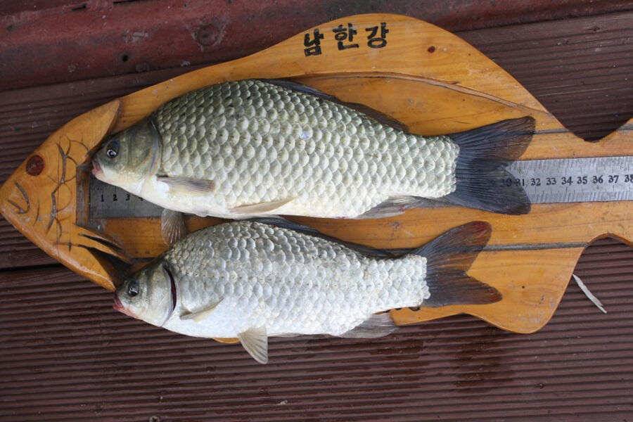서운리 솔 4짜 하천 4짜 서유석낚시터 장어소식 (조황조행기 - 특파원조황)