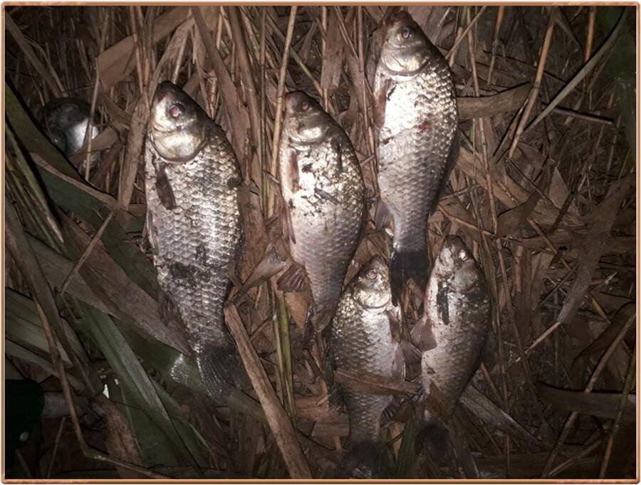 진위천 조황 소식 (조황조행기 - 특파원조황)
