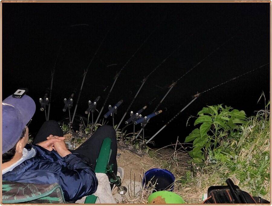 진위천 평택호 조황 (조황조행기 - 특파원조황)
