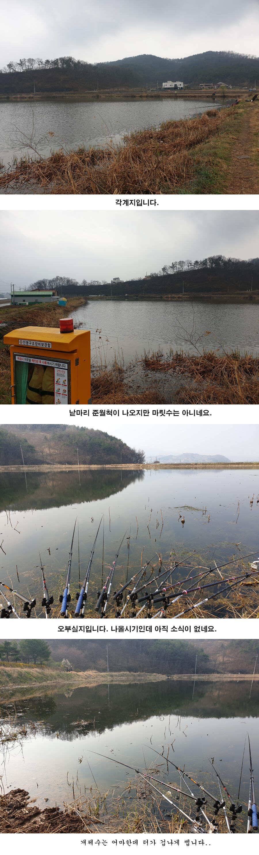 청도권 오짜 출몰 (조황조행기 - 특파원조황)