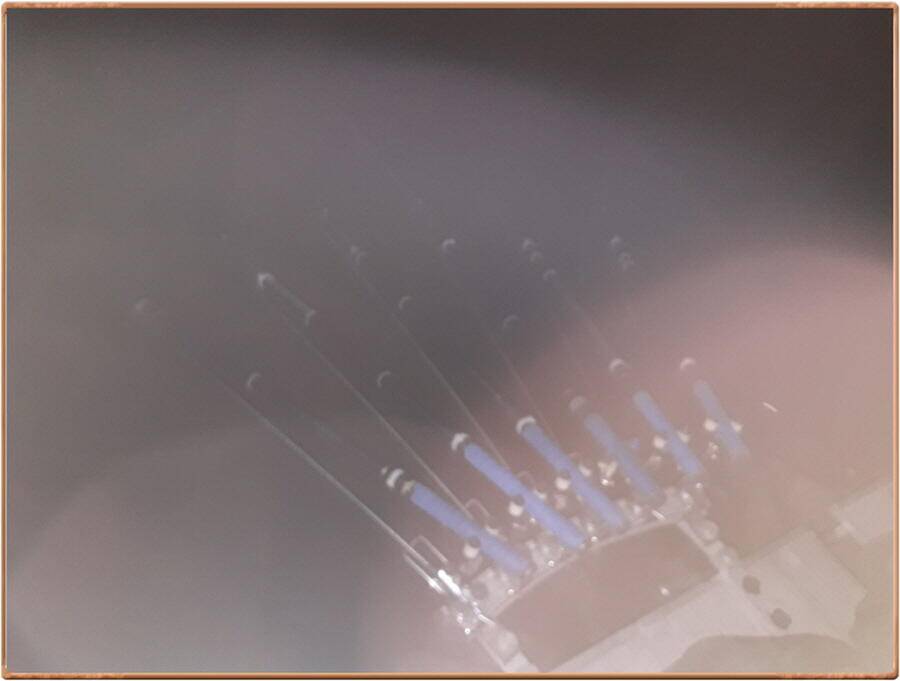 진위천 평택호 조황 (조황조행기 - 특파원조황)
