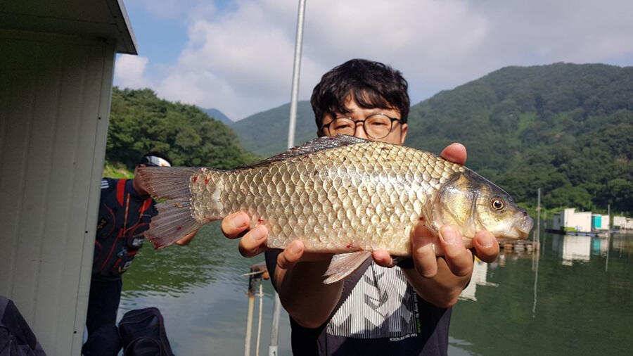 목벌낚시터 대물붕어와 살아나는 장어조황 명서낚시터4짜 대물붕어 소식입니다 (조황조행기 - 특파원조황)