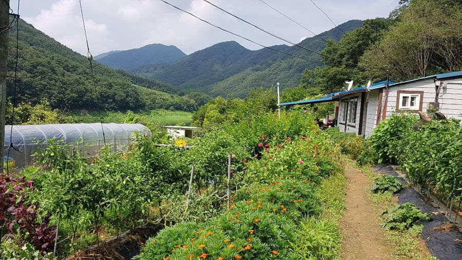 명서낚시터 395cm 외 허리급 조황입니다 (조황조행기 - 특파원조황)