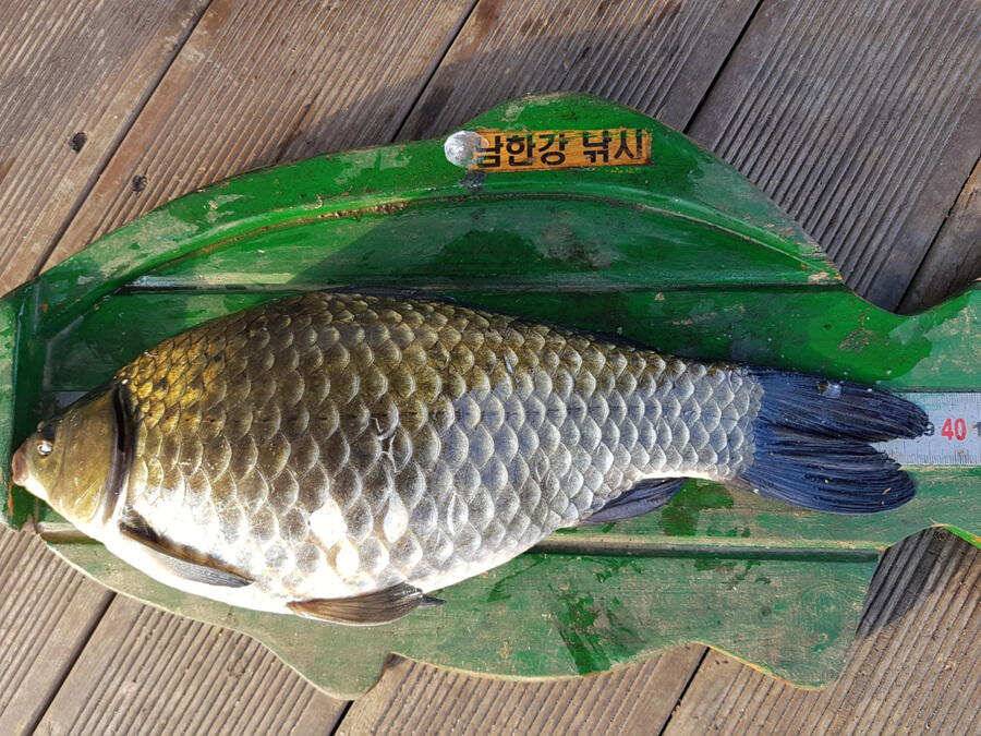 하천낚시터 초겨울에 올린 39cm 대물급붕어 조황 (조황조행기 - 특파원조황)