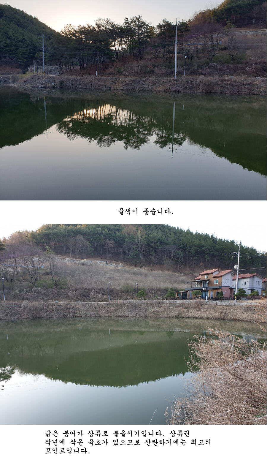 청도권 오짜 출몰 (조황조행기 - 특파원조황)