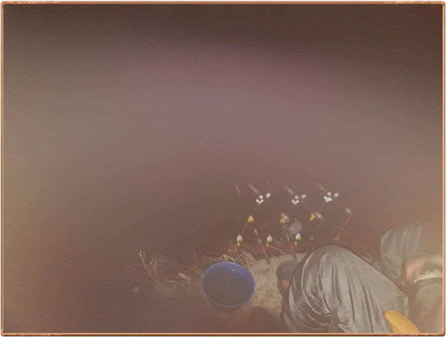 진위천 조황 소식 (조황조행기 - 특파원조황)