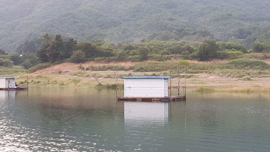 솔낚시터 덩어리급 붕어 소식과 꽃바위 낚시터 장어 소식입니다 (조황조행기 - 특파원조황)