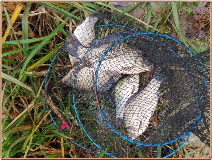 진위천 조황 소식 (조황조행기 - 특파원조황)