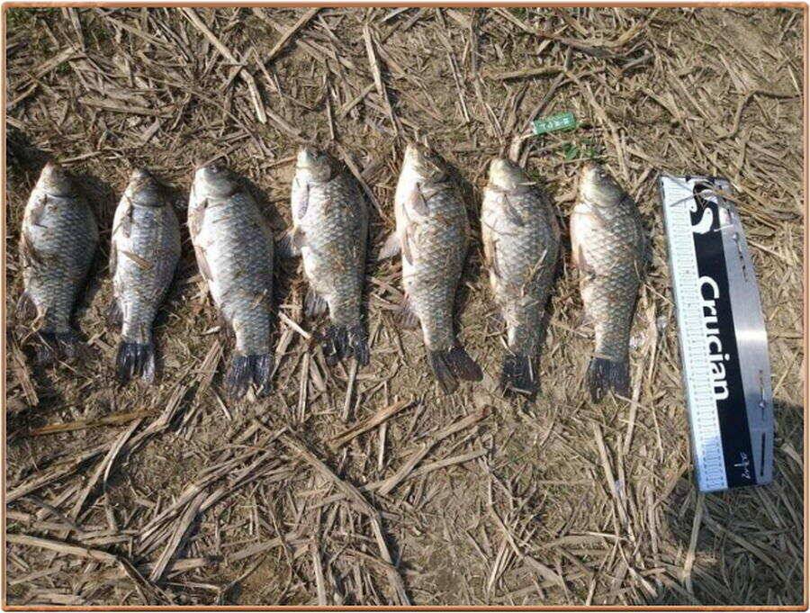 진위천 조황 소식 (조황조행기 - 특파원조황)