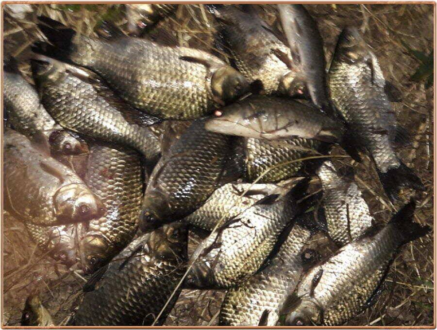 진위천 조황 소식 (조황조행기 - 특파원조황)