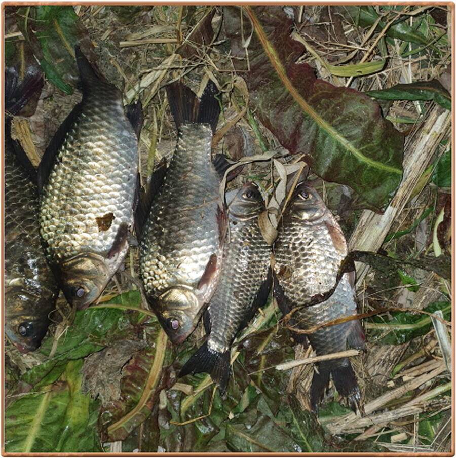 진위천 조황 소식 (조황조행기 - 특파원조황)