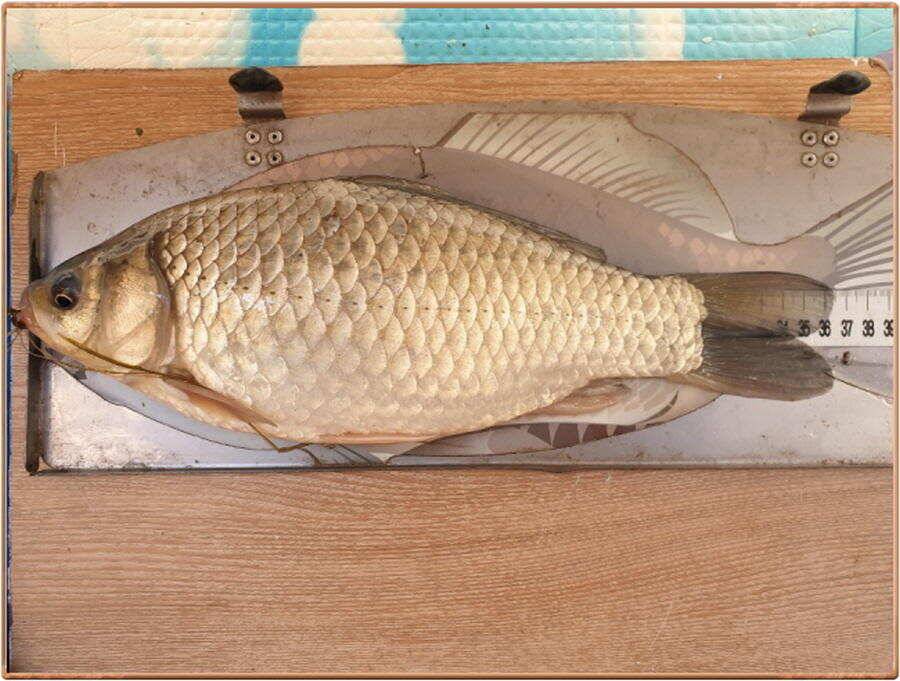 진위천 조황 소식 (조황조행기 - 특파원조황)
