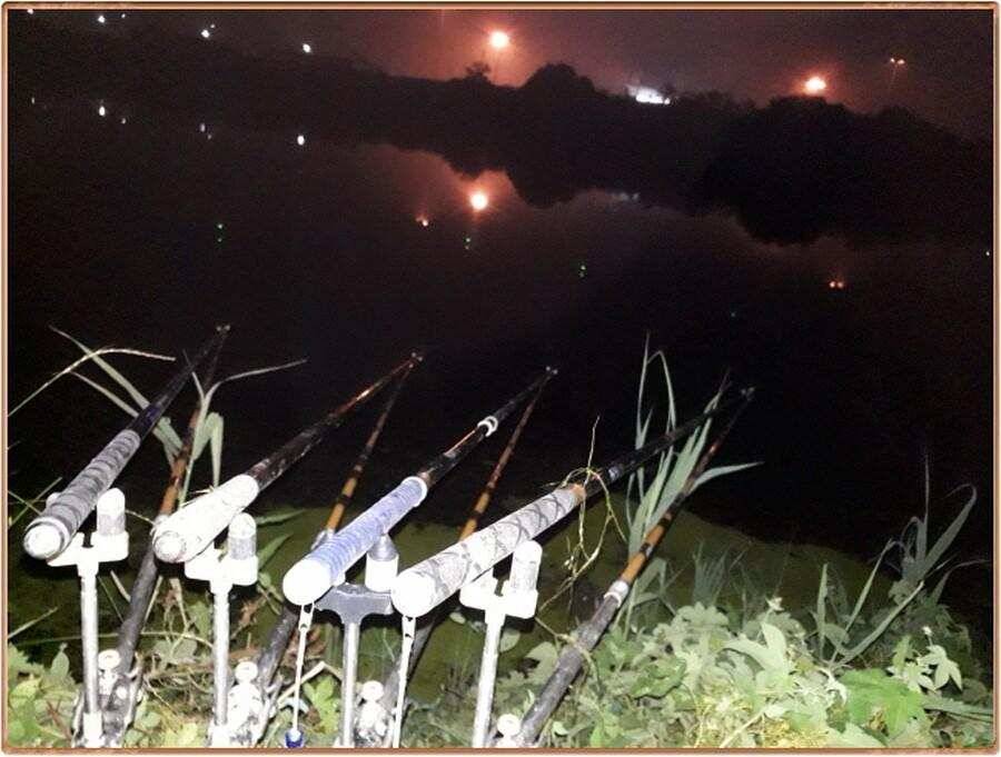 진위천 조황 정보 (조황조행기 - 특파원조황)