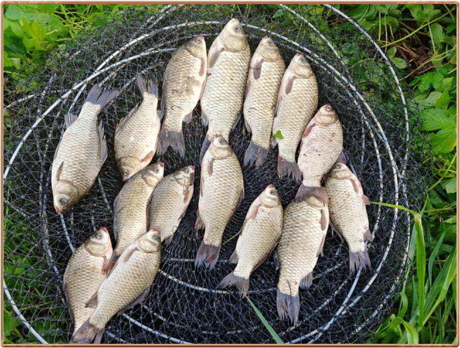 진위천 조황 소식 (조황조행기 - 특파원조황)