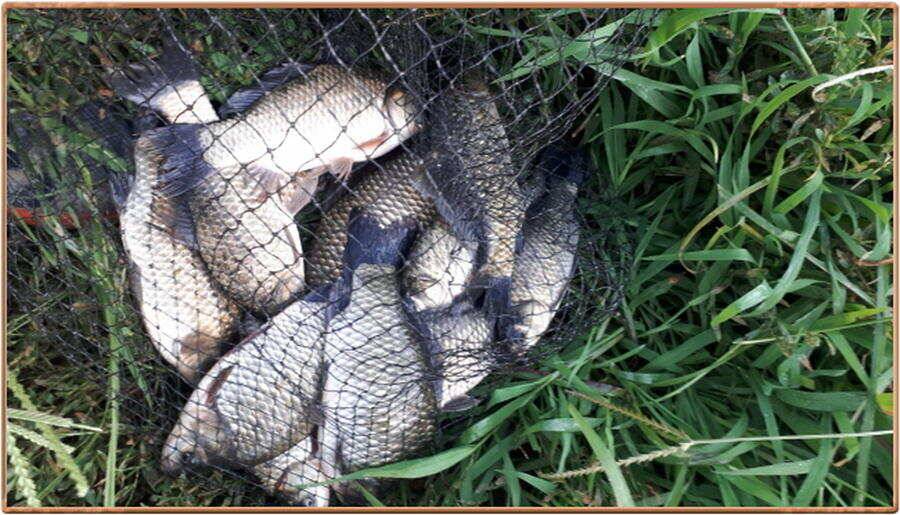 진위천 조황 소식 (조황조행기 - 특파원조황)