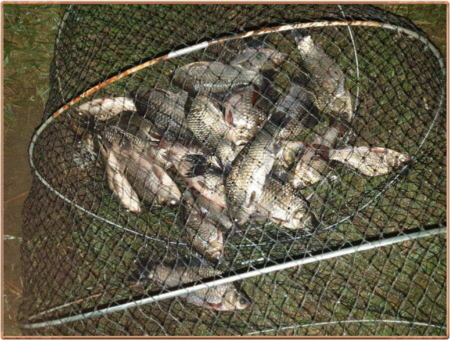 진위천 조황 소식 (조황조행기 - 특파원조황)