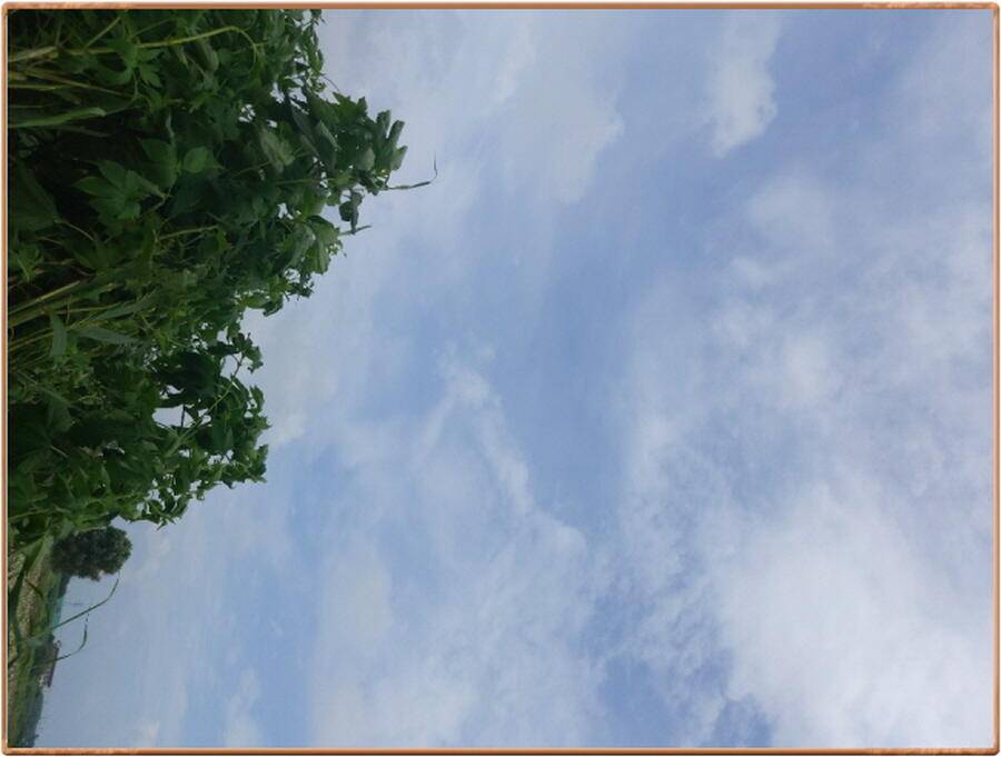 진위천 조황 소식 (조황조행기 - 특파원조황)