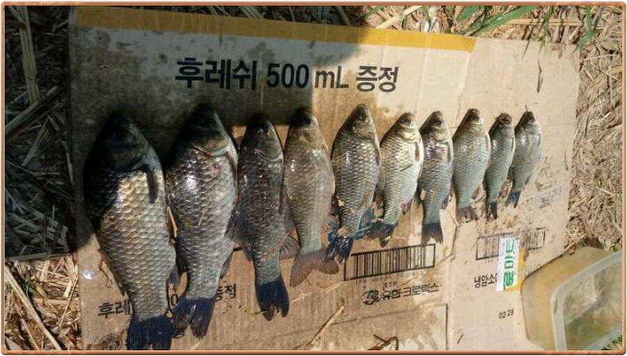 진위천 조황 소식 (조황조행기 - 특파원조황)