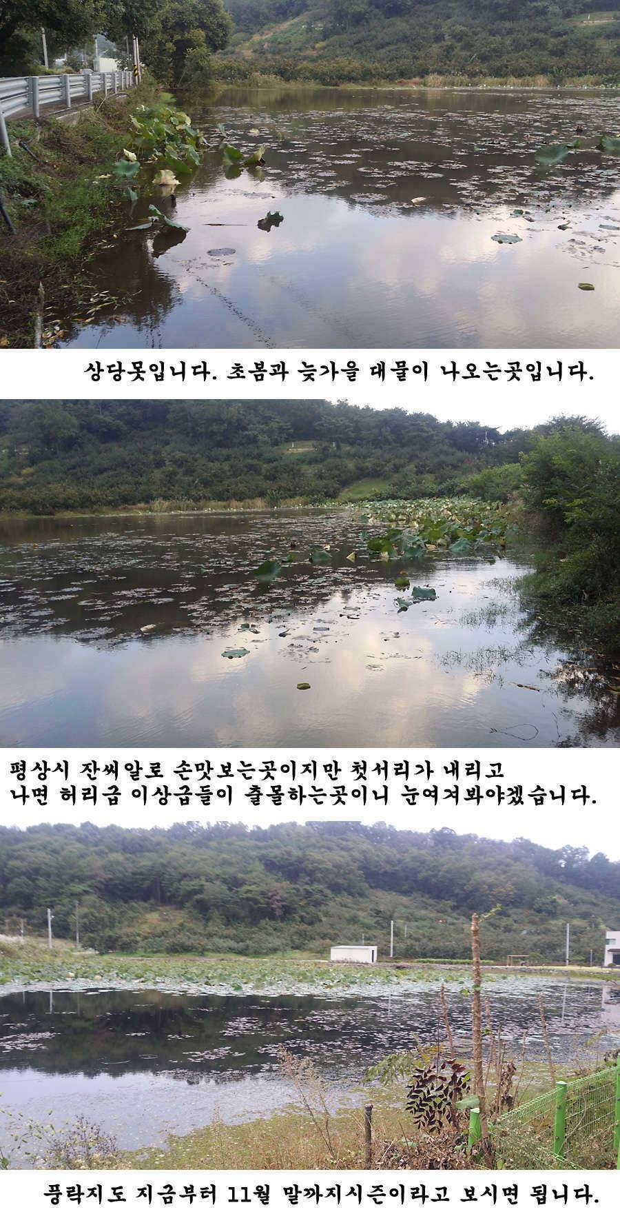 지난주 청도권 조황입니다 (조황조행기 - 특파원조황)