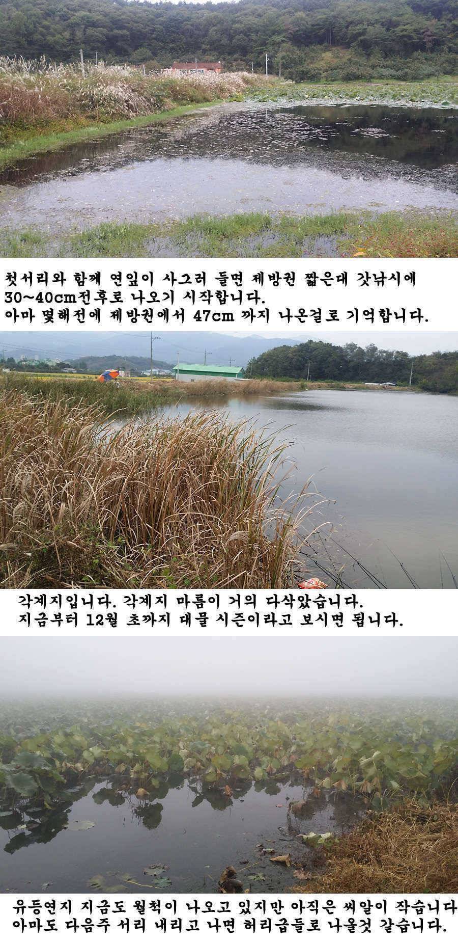 지난주 청도권 조황입니다 (조황조행기 - 특파원조황)