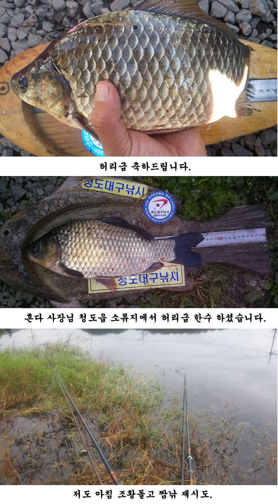 지난주 청도권 조황입니다 (조황조행기 - 특파원조황)