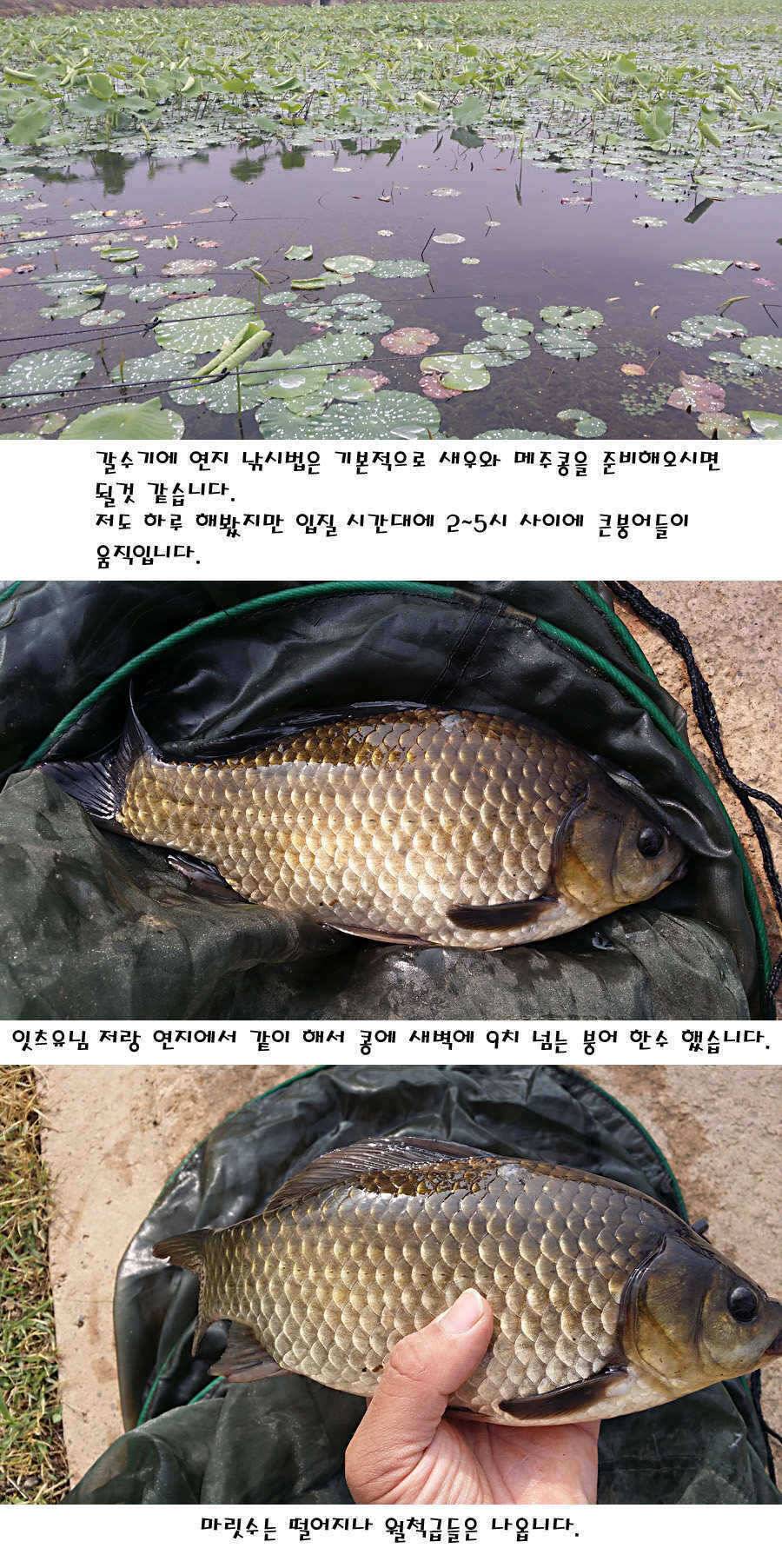 청도권 지난주 조황정보 (조황조행기 - 특파원조황)