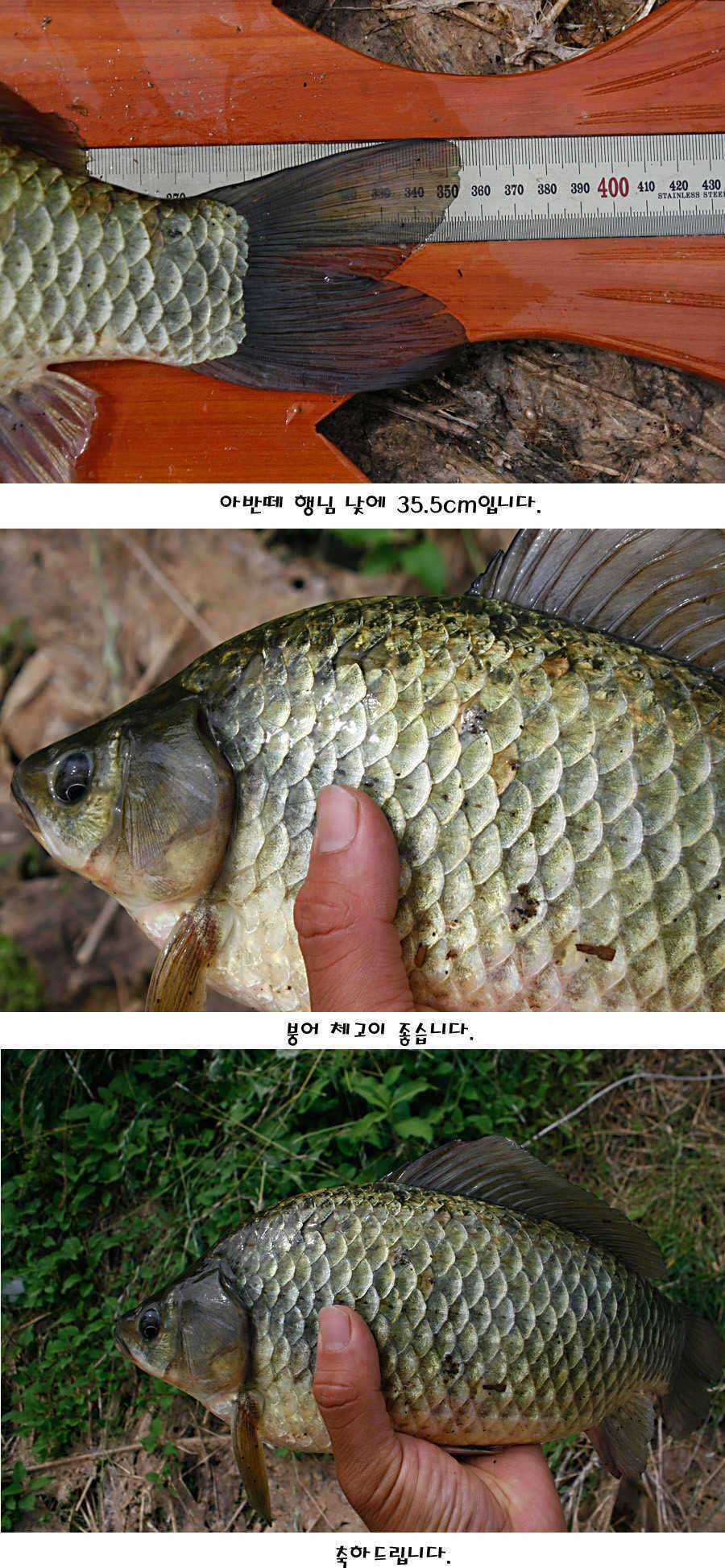 청도권 지난주 조황정보 (조황조행기 - 특파원조황)