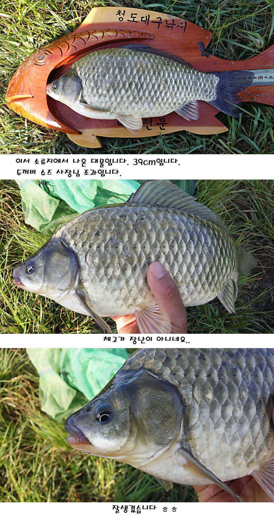 청도권 지난주 조황정보 (조황조행기 - 특파원조황)