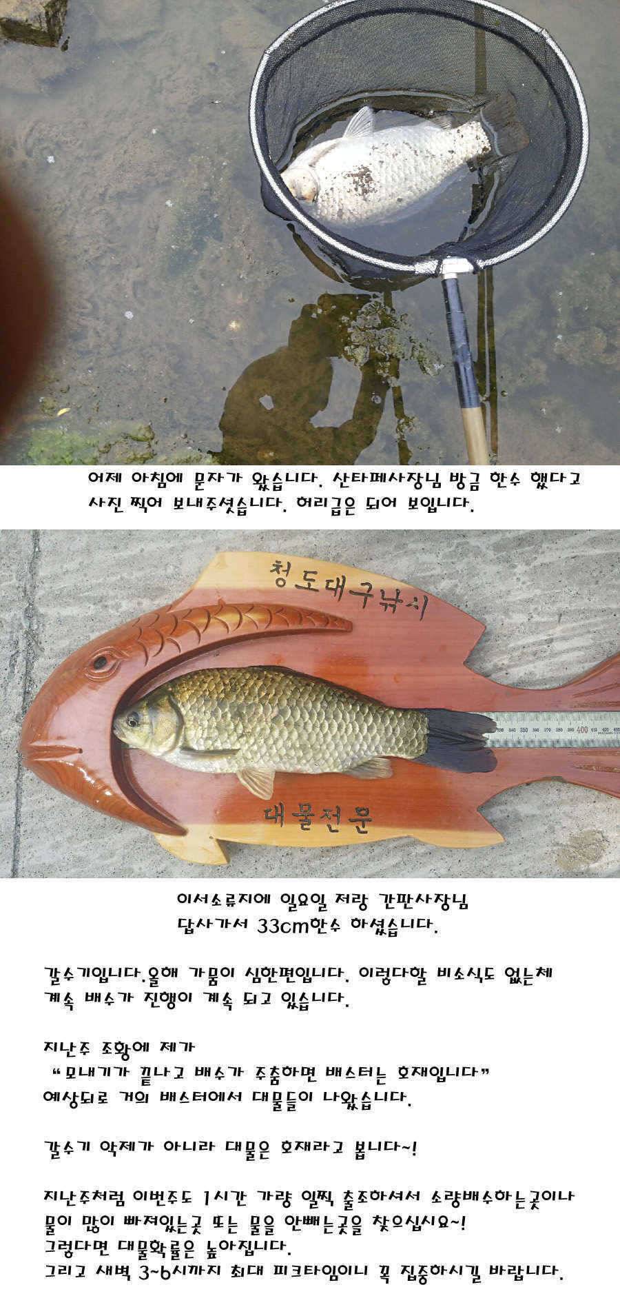 청도권 지난주 조황정보 (조황조행기 - 특파원조황)