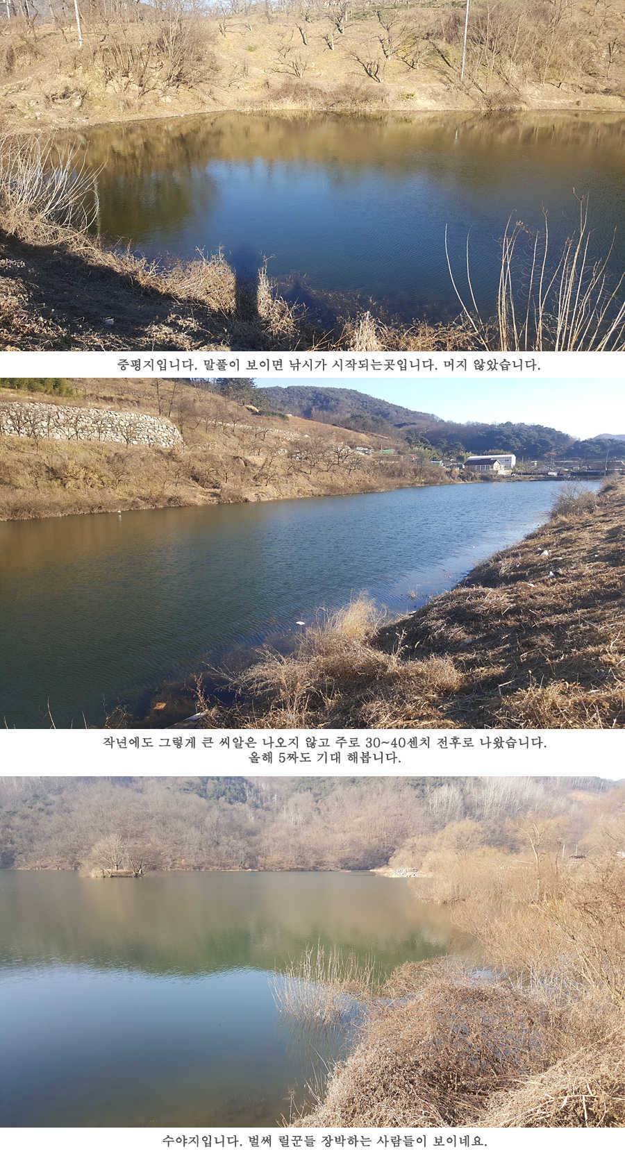 청도권 물낚시 마릿수 조황입니다 (조황조행기 - 특파원조황)