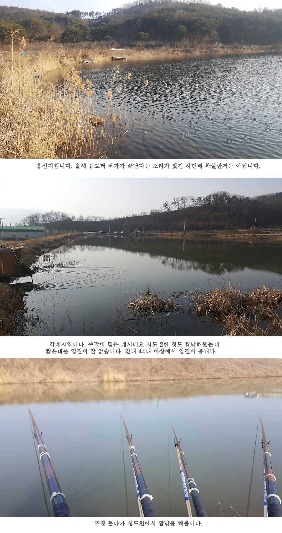 청도권 물낚시 마릿수 조황입니다 (조황조행기 - 특파원조황)