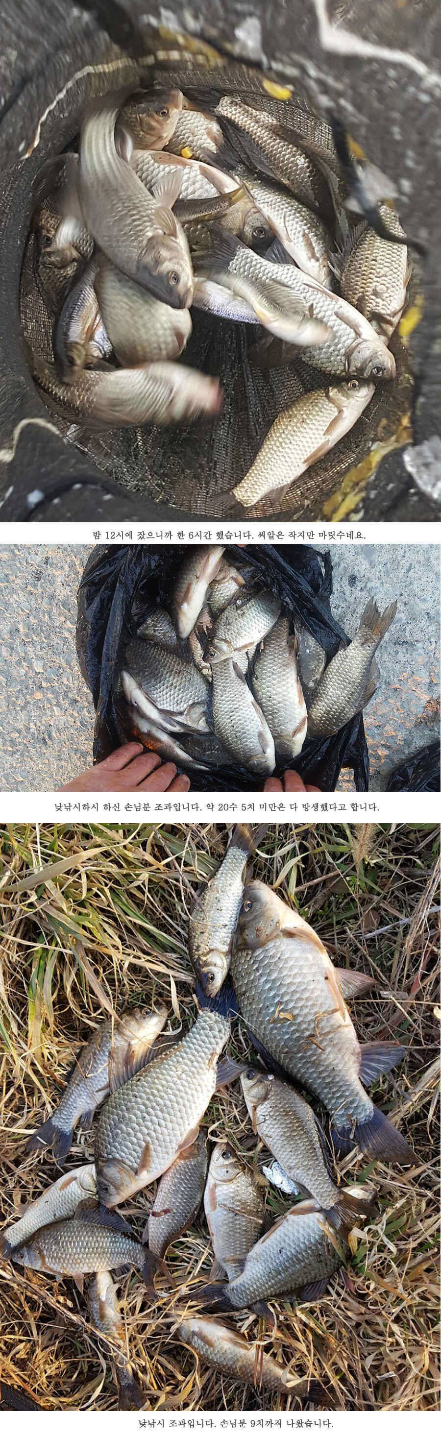 청도권 물낚시 마릿수 조황입니다 (조황조행기 - 특파원조황)