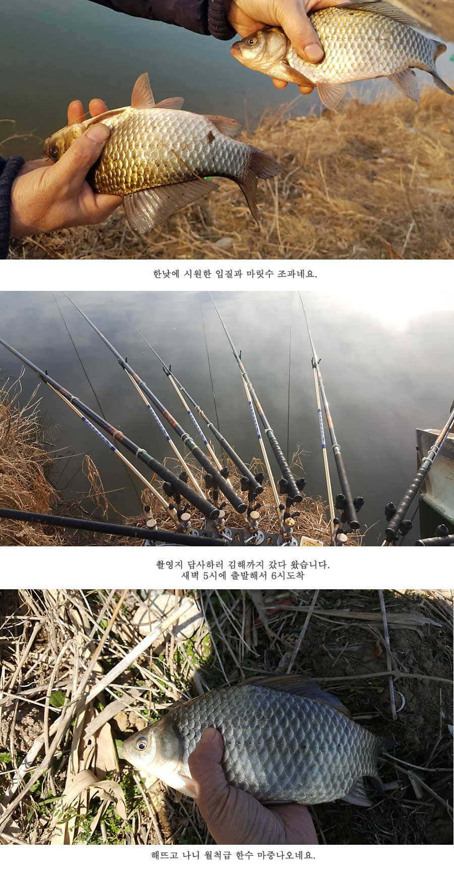 청도권 물낚시 마릿수 조황입니다 (조황조행기 - 특파원조황)