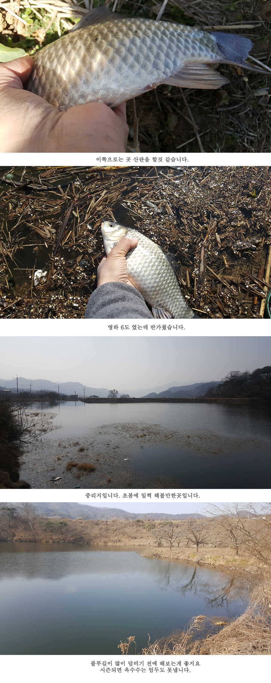 청도권 물낚시 마릿수 조황입니다 (조황조행기 - 특파원조황)