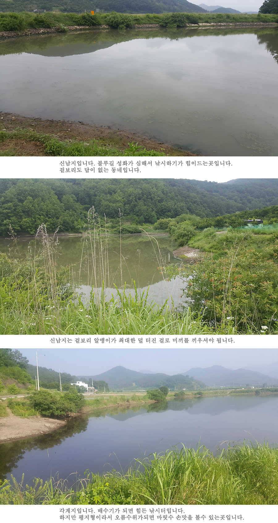 청도권 지난주 조황입니다 (조황조행기 - 특파원조황)
