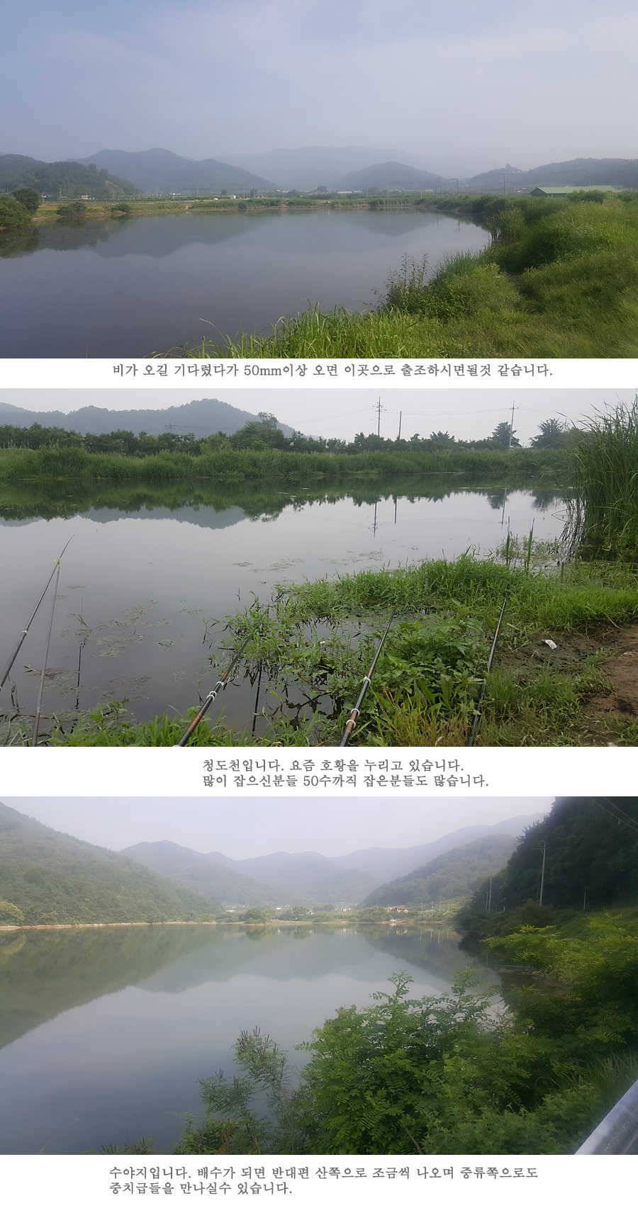 청도권 지난주 조황입니다 (조황조행기 - 특파원조황)
