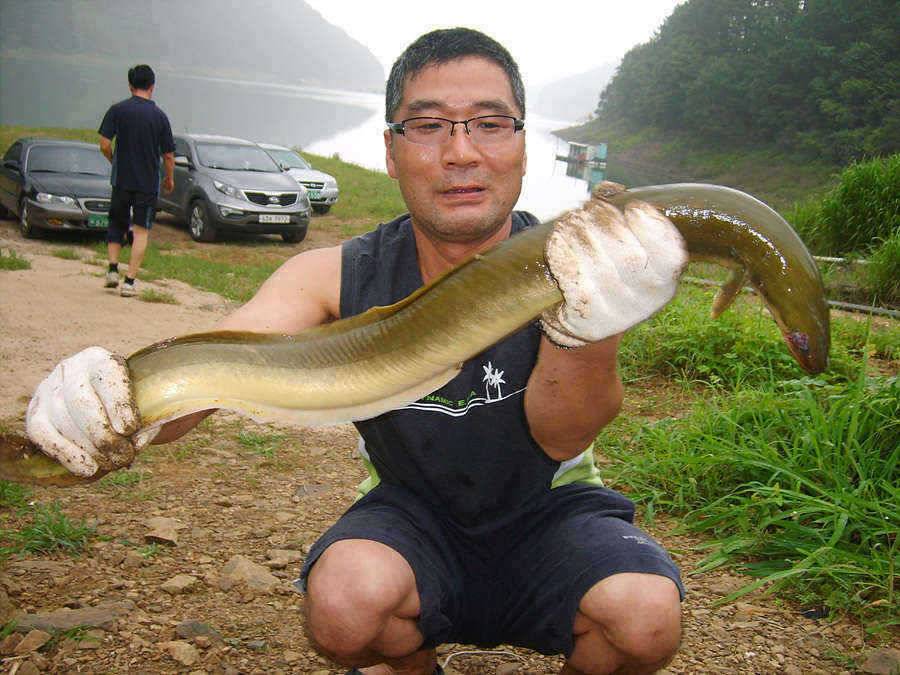4짜 대물붕어 1kg이 넘는 대물장어 소식 (조황조행기 - 특파원조황)