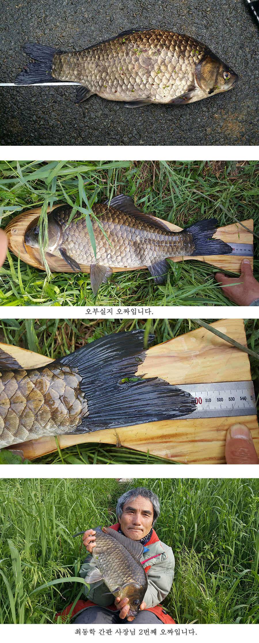청도권 지난주 조황입니다 (조황조행기 - 특파원조황)