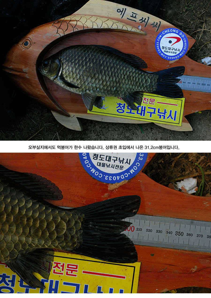 청도권 거대 핵잠수함 출현주말주중 (조황조행기 - 특파원조황)