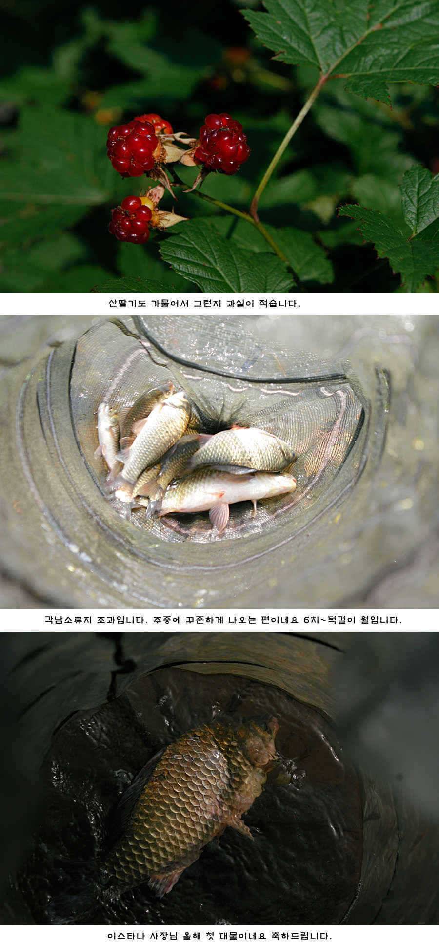 청도권 주중 조황 (조황조행기 - 특파원조황)