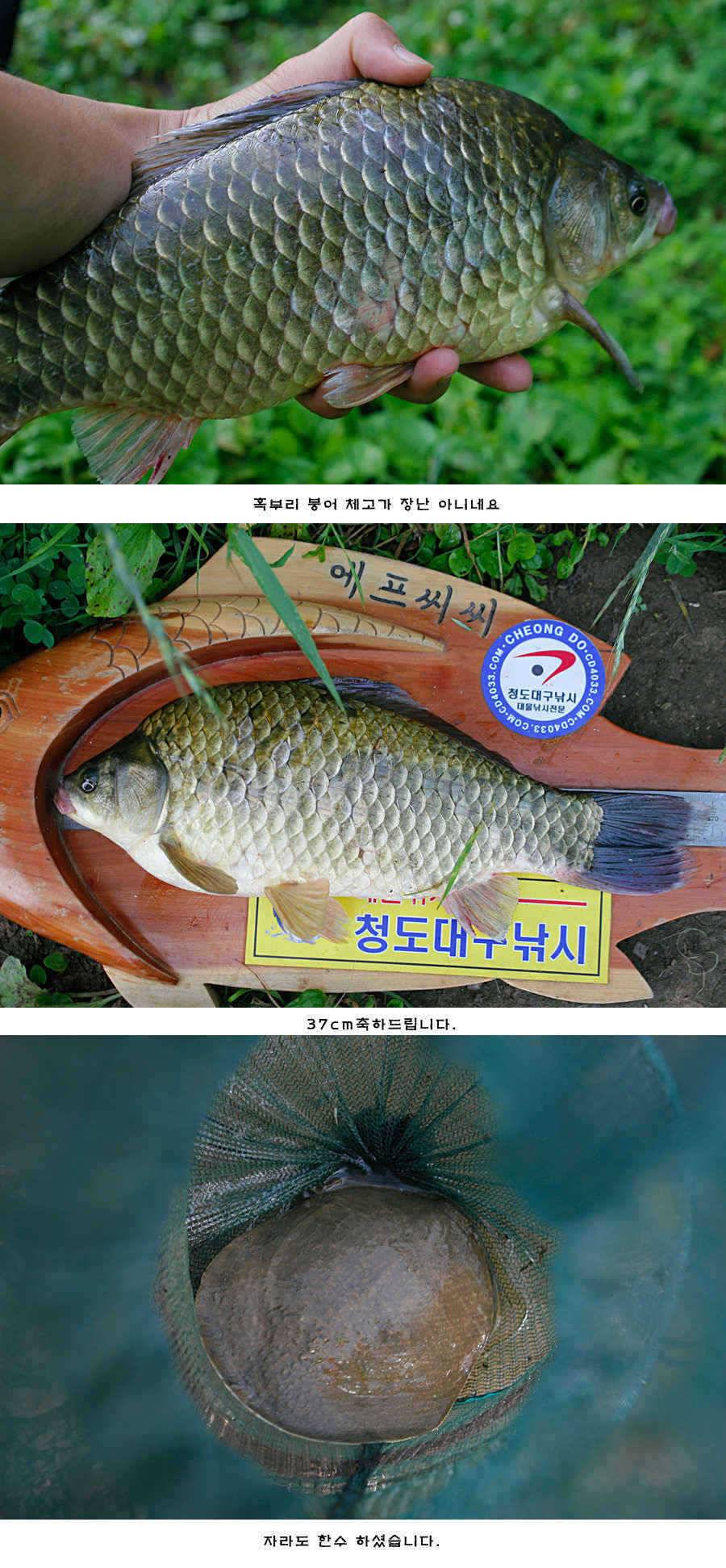 청도권 주중 조황 (조황조행기 - 특파원조황)